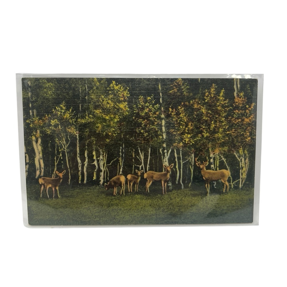 Deer Among‎ the Aspens in the Rockies Curt Teich & Co Vintage Linen Postcard